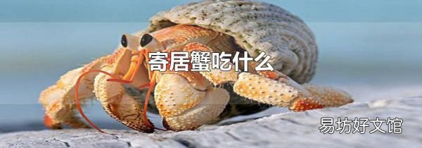 寄居蟹吃什么