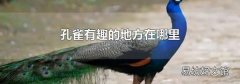 孔雀有趣的地方在哪里