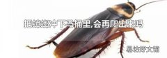 把蟑螂冲下马桶里,会再爬出来吗