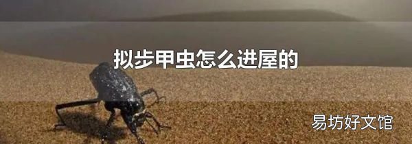 拟步甲虫怎么进屋的