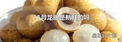 11月龙眼是新鲜的吗