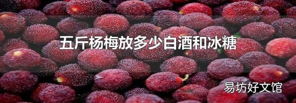 五斤杨梅放多少白酒和冰糖