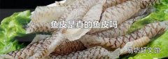 鱼皮是真的鱼皮吗