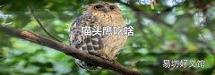 猫头鹰吃啥