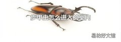 步甲虫怎么进入的室内