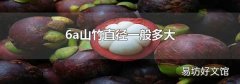 6a山竹直径一般多大