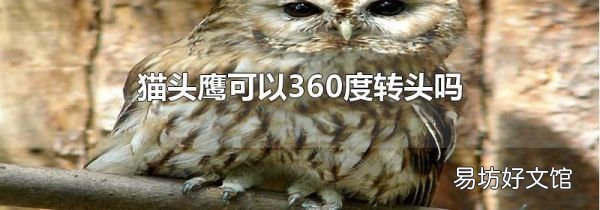 猫头鹰可以360度转头吗