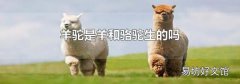 羊驼是羊和骆驼生的吗