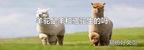 羊驼是羊和骆驼生的吗