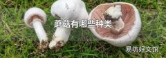 蘑菇有哪些种类