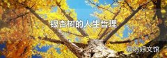 银杏树的人生哲理