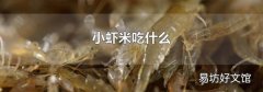 小虾米吃什么