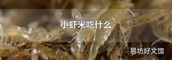 小虾米吃什么