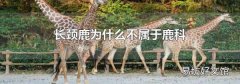 长颈鹿为什么不属于鹿科