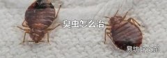 臭虫怎么治