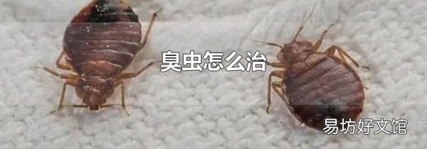 臭虫怎么治