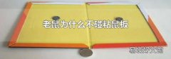 老鼠为什么不碰粘鼠板