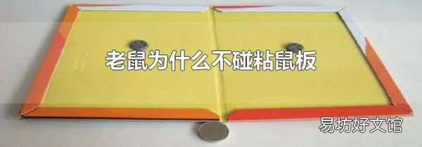 老鼠为什么不碰粘鼠板