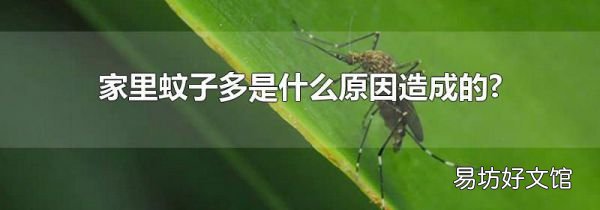 家里蚊子多是什么原因造成的?