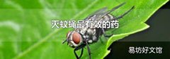 灭蚊蝇最有效的药