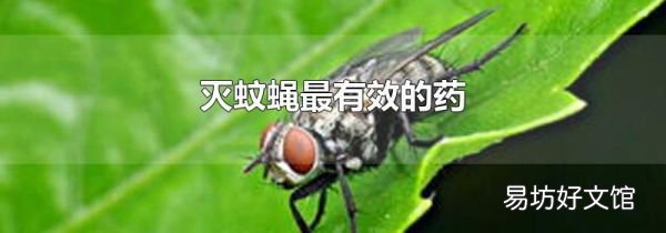 灭蚊蝇最有效的药