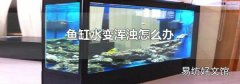 鱼缸水变浑浊怎么办
