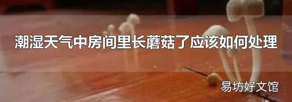 潮湿天气中房间里长蘑菇了应该如何处理