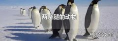 两条腿的动物