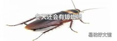 冬天还会有蟑螂吗