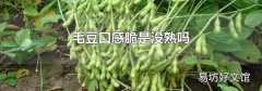 毛豆口感脆是没熟吗