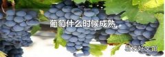 葡萄什么时候成熟