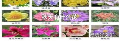秋天有什么花