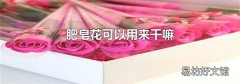 肥皂花可以用来干嘛