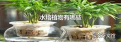 水培植物有哪些