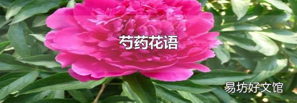 芍藥花語
