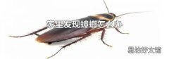 家里发现蟑螂怎么办