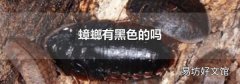 蟑螂有黑色的吗