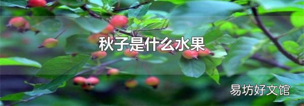 秋子是什么水果