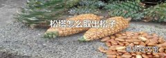 松塔怎么取出松子