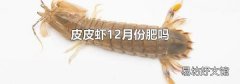 皮皮虾12月份肥吗
