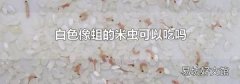 白色像蛆的米虫可以吃吗
