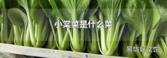 小棠菜是什么菜