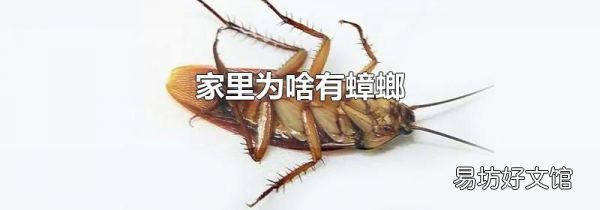 家里为啥有蟑螂