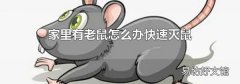 家里有老鼠怎么办快速灭鼠
