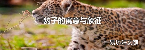豹子的寓意与象征