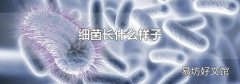 细菌长什么样子