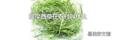 提摩西草在农村叫什么