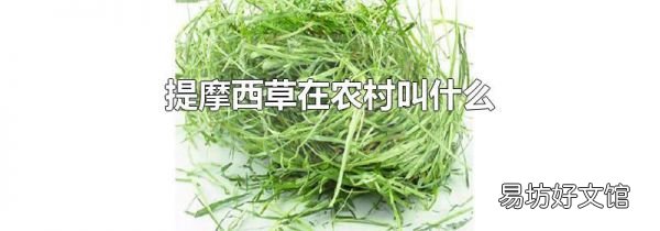 提摩西草在农村叫什么