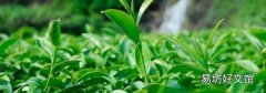 福建安溪茗茶是什么
