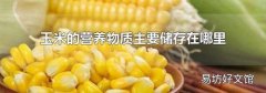 玉米的营养物质主要储存在哪里